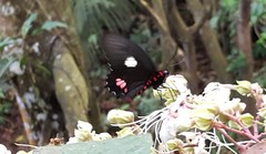 Parides anchises