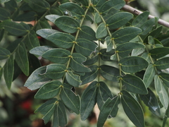 Calliandra haematocephala