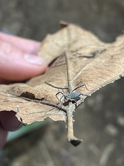 Eumesosoma