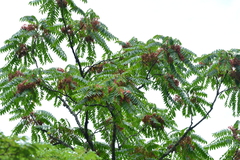 Ailanthus altissima tanakai