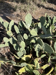 Opuntia anahuacensis