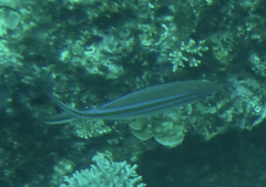 Caesio caerulaurea