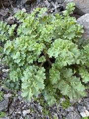Phacelia pedicellata