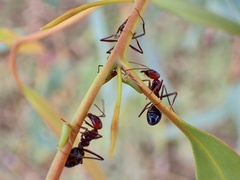 Iridomyrmex purpureus