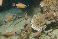 Dunckerocampus dactyliophorus