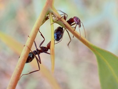 Iridomyrmex purpureus