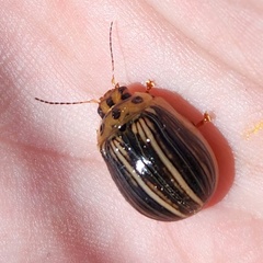 Paropsisterna insignita