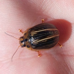 Paropsisterna insignita