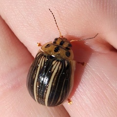 Paropsisterna insignita