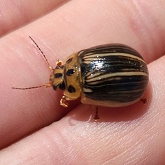 Paropsisterna insignita