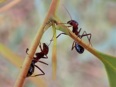 Iridomyrmex purpureus