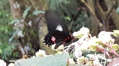 Parides anchises