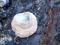 Pododesmus macrochisma