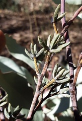 Eucalyptus albens