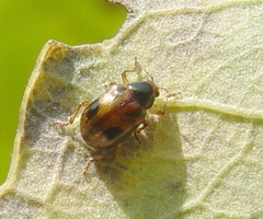 Paria opacicollis