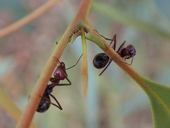 Iridomyrmex purpureus