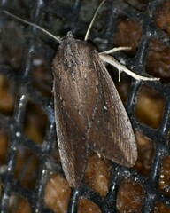 Leucania subpunctata