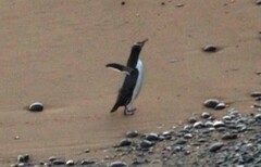 Megadyptes antipodes