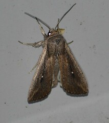 Leucania subpunctata