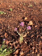 Ptilotus helipteroides