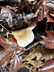 Clitocybe fragrans