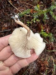 Clitocybe fragrans