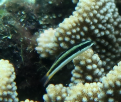 Thalassoma amblycephalus