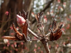 Rhododendron canescens