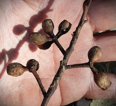 Eucalyptus albens