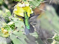 Chlorostilbon mellisugus