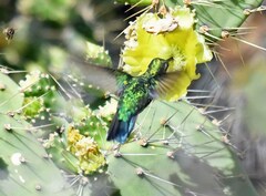 Chlorostilbon mellisugus