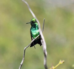 Chlorostilbon mellisugus