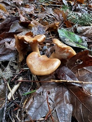 Infundibulicybe squamulosa