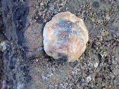 Pododesmus macrochisma