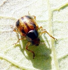 Paria opacicollis