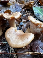 Infundibulicybe squamulosa