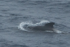 Globicephala melas edwardii