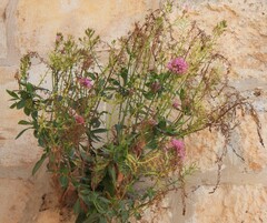 Centranthus ruber