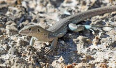 Cnemidophorus arubensis