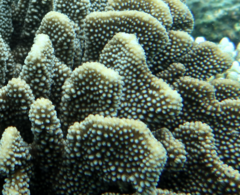 Pocillopora grandis