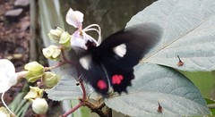 Parides anchises