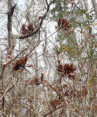Rhododendron canescens