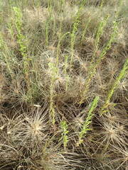 Erigeron sumatrensis