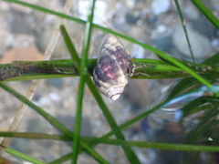 Nucella emarginata