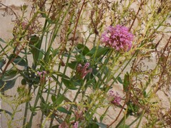 Centranthus ruber