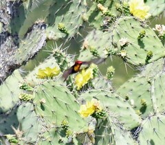 Chrysolampis mosquitus