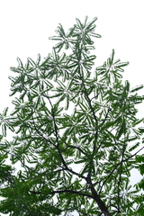 Ailanthus altissima tanakai