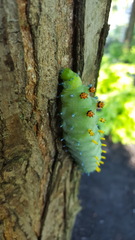 Hyalophora cecropia