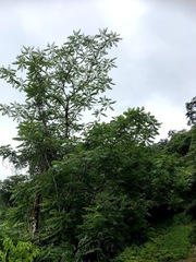 Ailanthus altissima tanakai