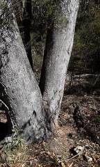 Eucalyptus albens